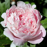 peony-sarah-bernhardt-0_compact_cropped.jpg