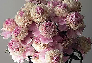 peony_p7.jpg