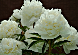 peony_w3.jpg