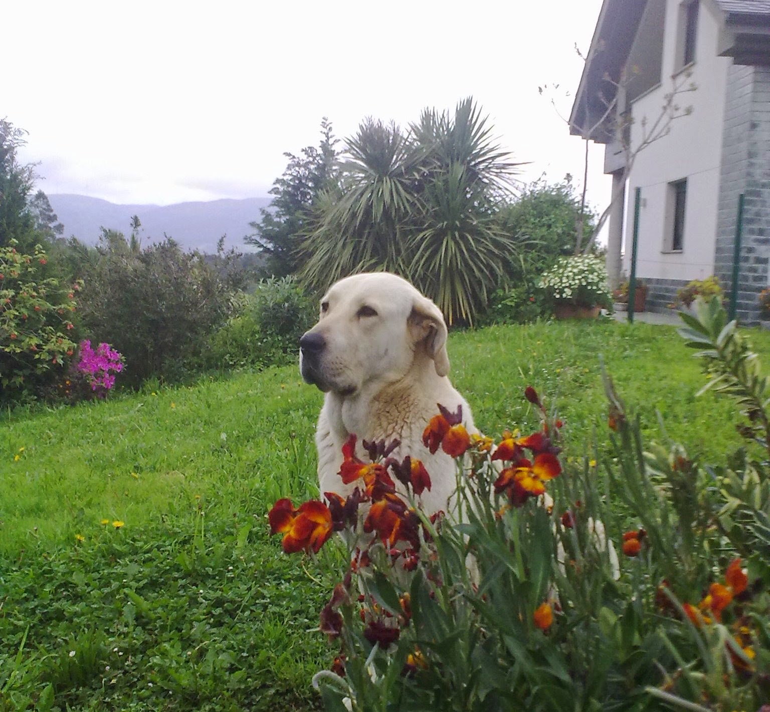 pepa.jpg