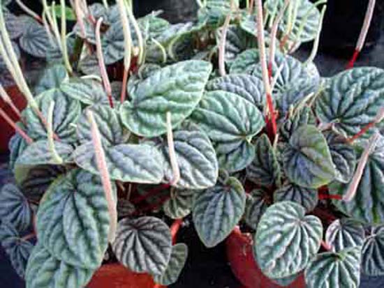 Peperomia%20Caperata%20Roja.jpg