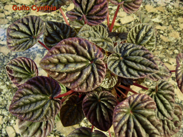 Peperomia%2Brucosa%2Bvar%2Bros.jpg