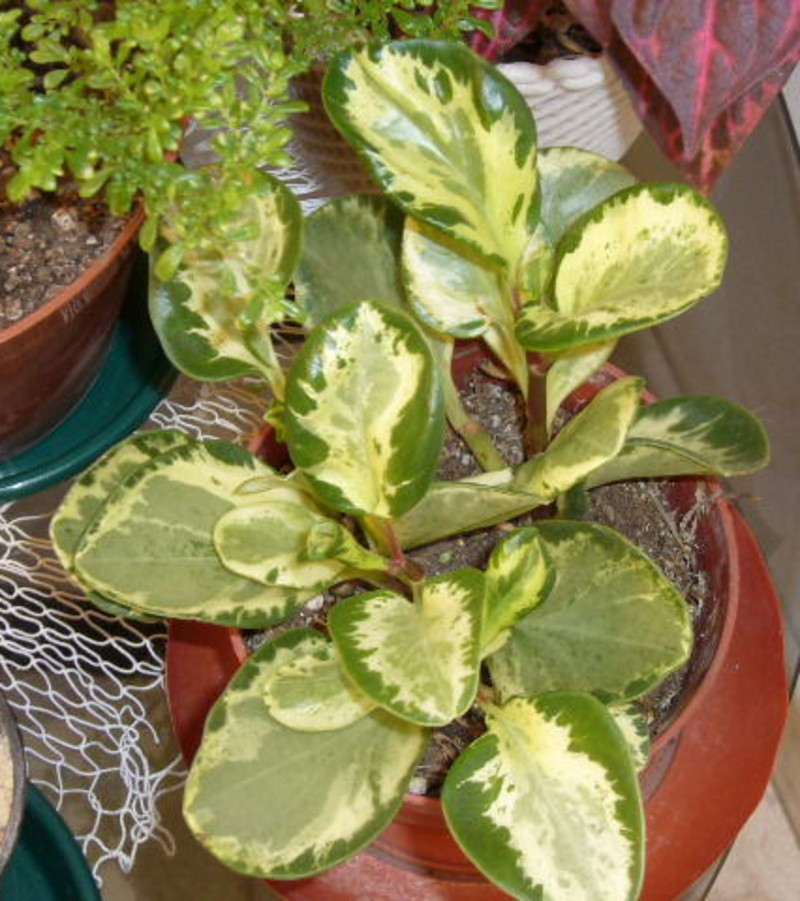 Peperomia%2Bvariegata%2B2.jpg