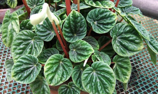 peperomia-668x400x80xX.jpg