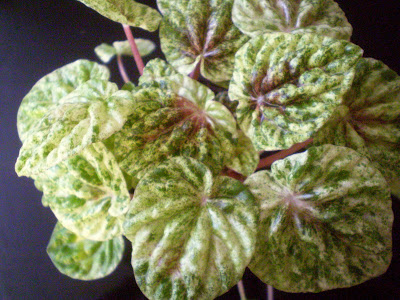peperomia+caperata+(own)4.jpg