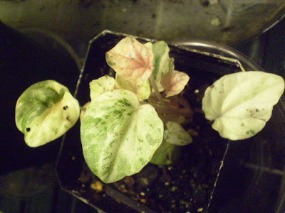 peperomia+caperata+white+(own).jpg