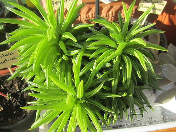 peperomia+ferreyrae.jpg