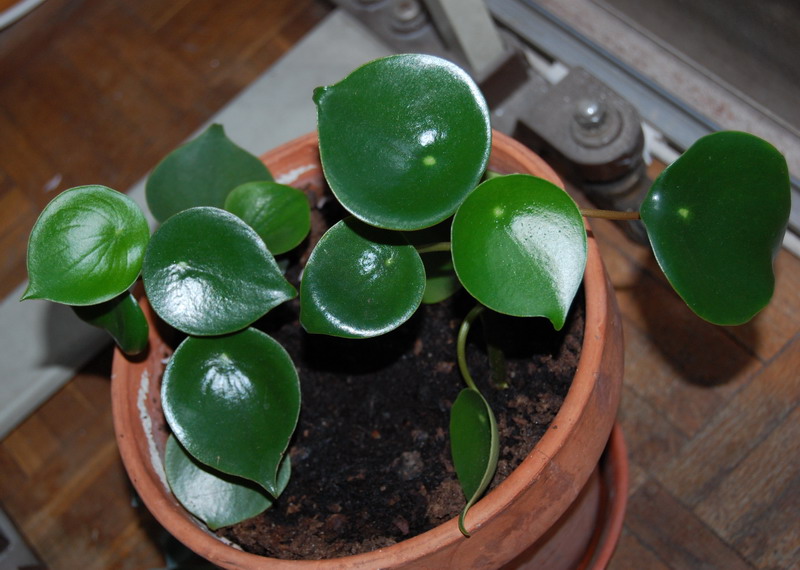 Peperomia+Jayde.jpg