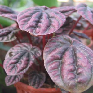 peperomia10.jpg
