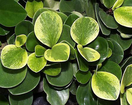 peperomia3.jpe