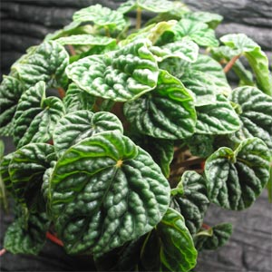 peperomia9.jpg