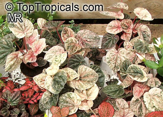 Peperomia_caperata6251.jpg