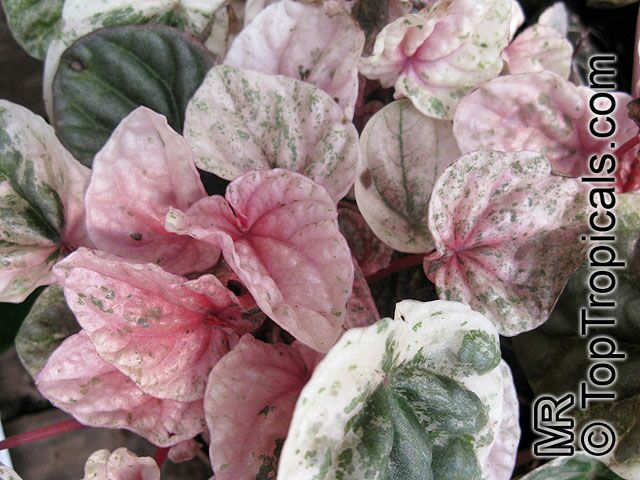 Peperomia_caperata9396.jpg