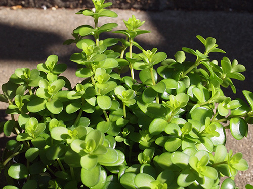 Peperomia_Isabelle.jpg