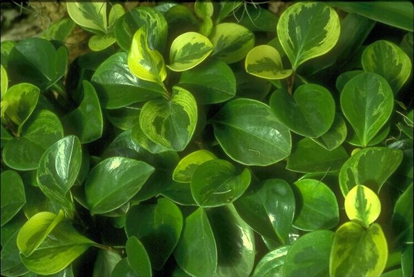 peperomia_obtusifolia_variegata.JPG