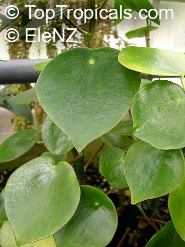 peperomia_polybotria061el.jpg