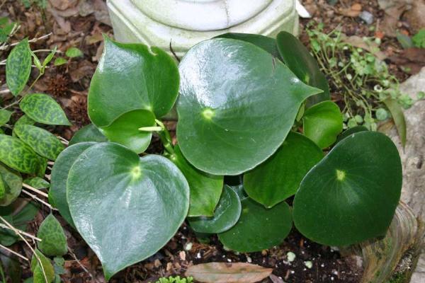 Peperomia_tristachya.jpg