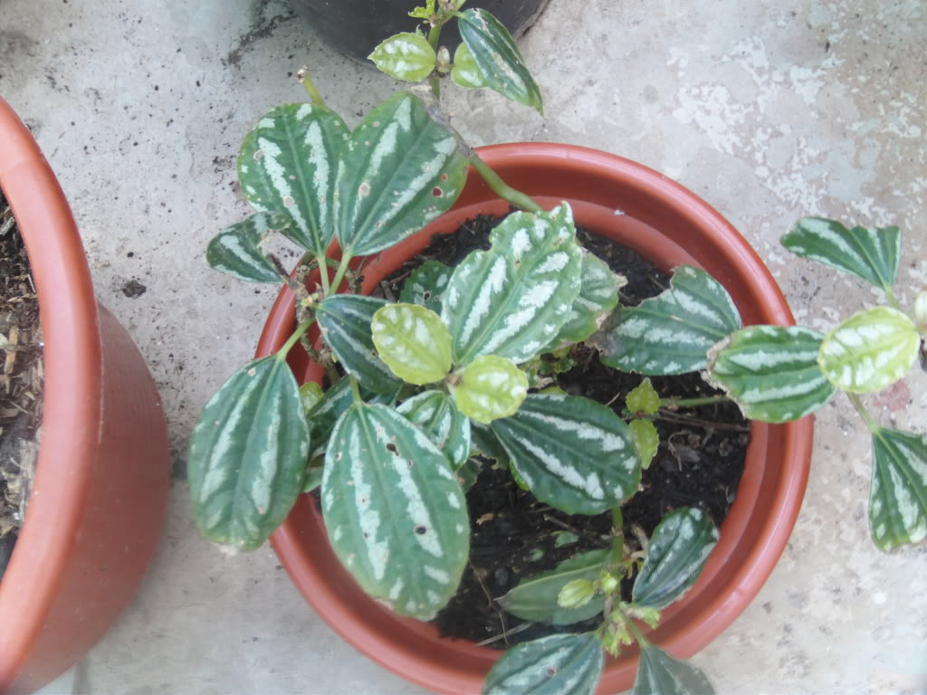 peperomiavariegada.jpg