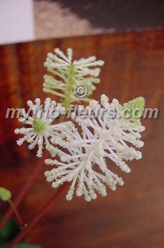 peperonia%20fraseri%202.JPG