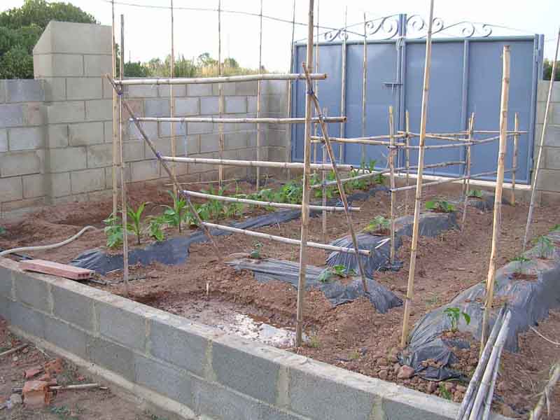 PEPINOS.jpg