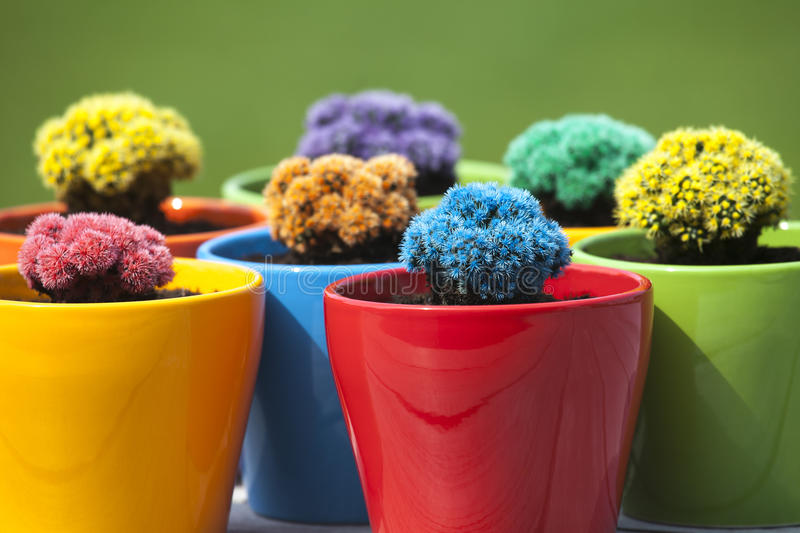 peque%C3%B1os-cactus-coloreados-32793673.jpg