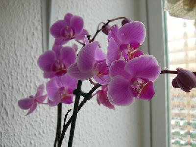 peque%F1a%20lila.JPG