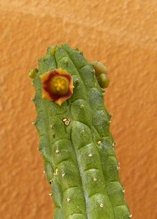 peque_itas44.jpg