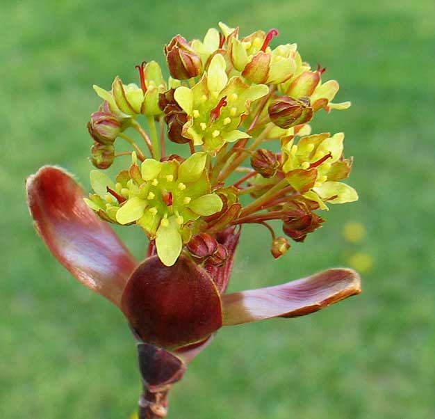 peque_itas49.jpg