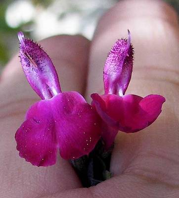 peque_itas55salvia.jpg