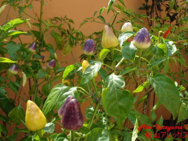 pequinfireck%20%5B640x480%5D.JPG