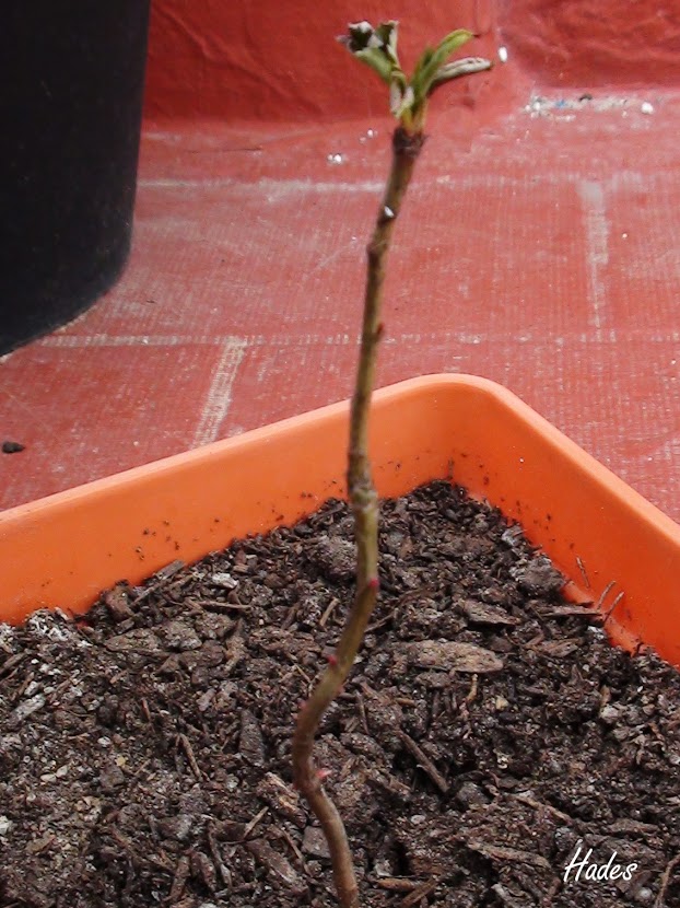 peral+de+flor.jpg