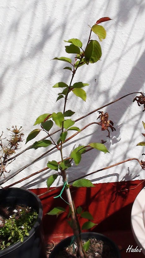 peral+de+flor.jpg