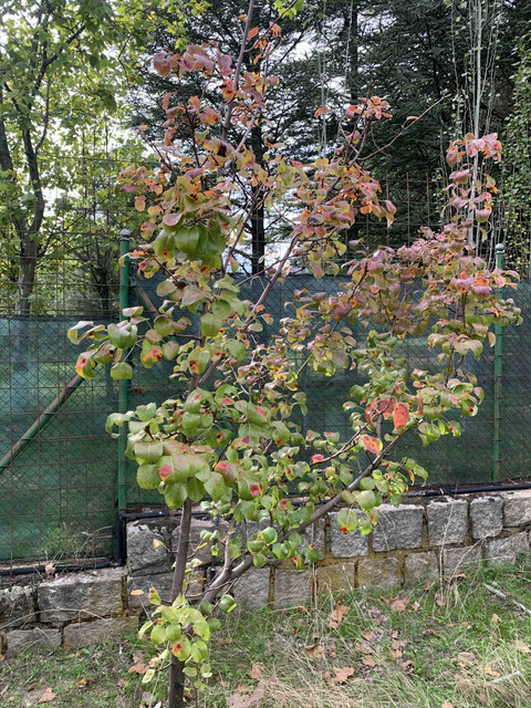 peral-enfermo01.jpg
