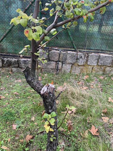 peral-enfermo02.jpg