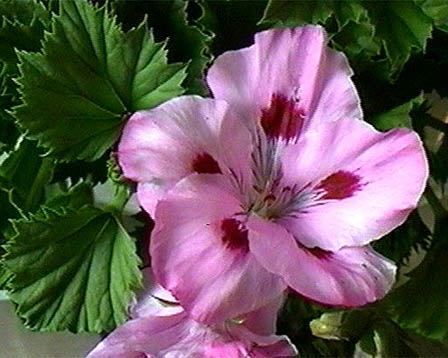 perarugonium.jpe