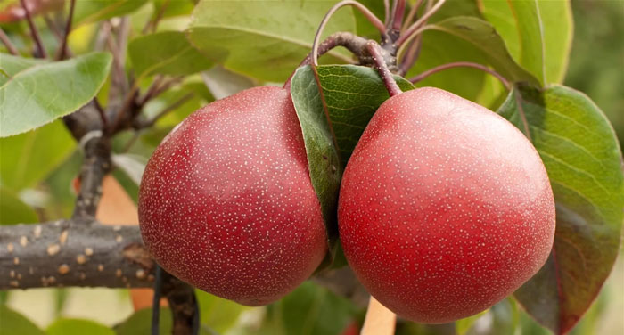 peras-piqa-en-el-arbol.jpg