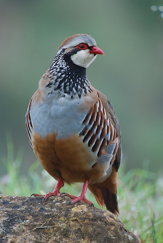 perdizroja.jpg