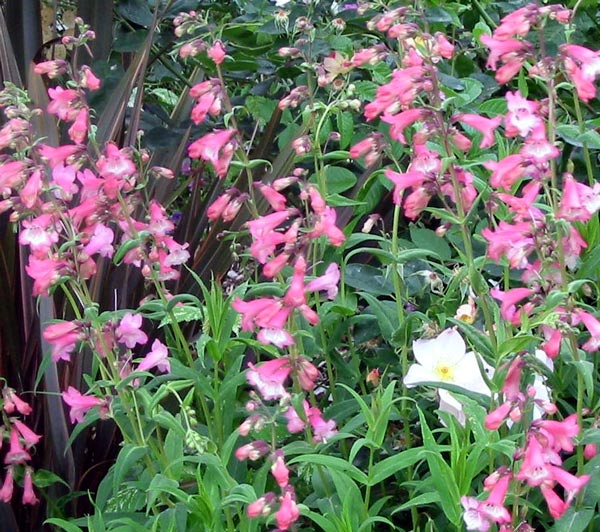 perennial-penstemon.jpg