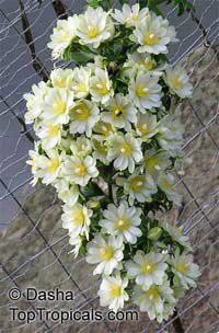 Pereskia_aculeata1_Dashas.jpg