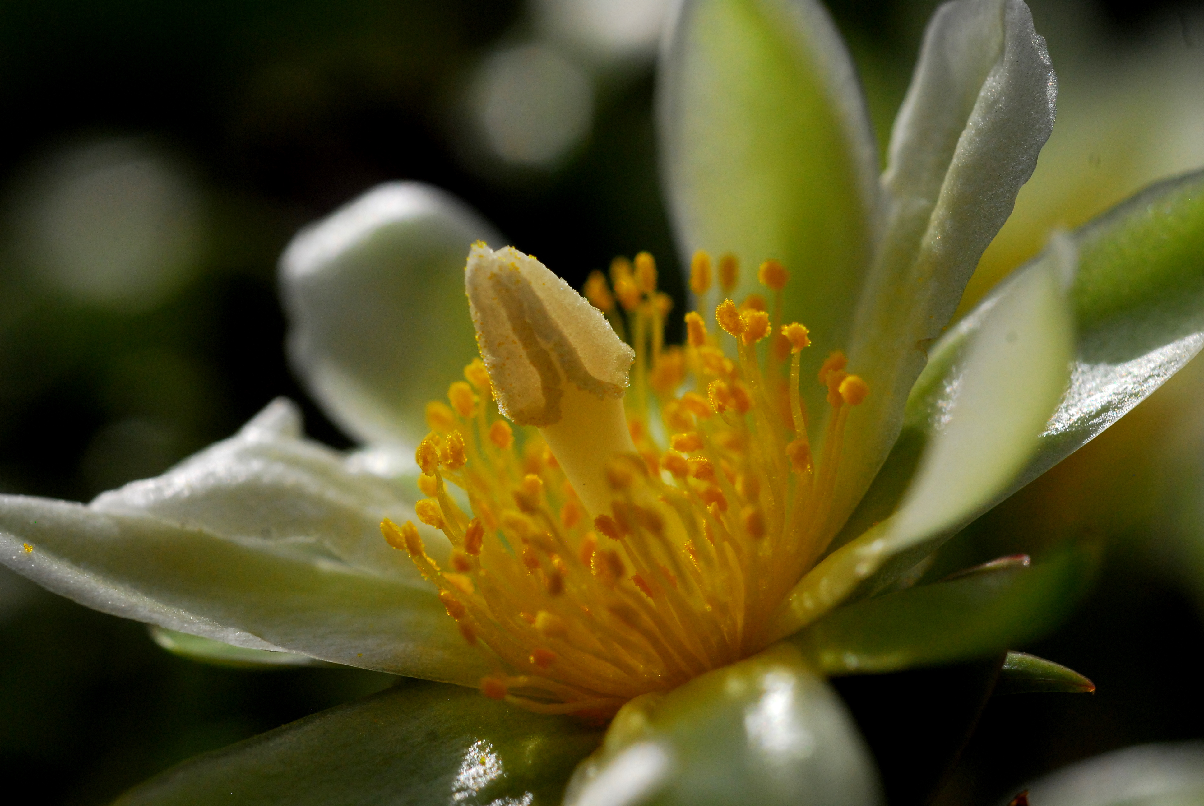 Pereskia_aculeata2.jpg