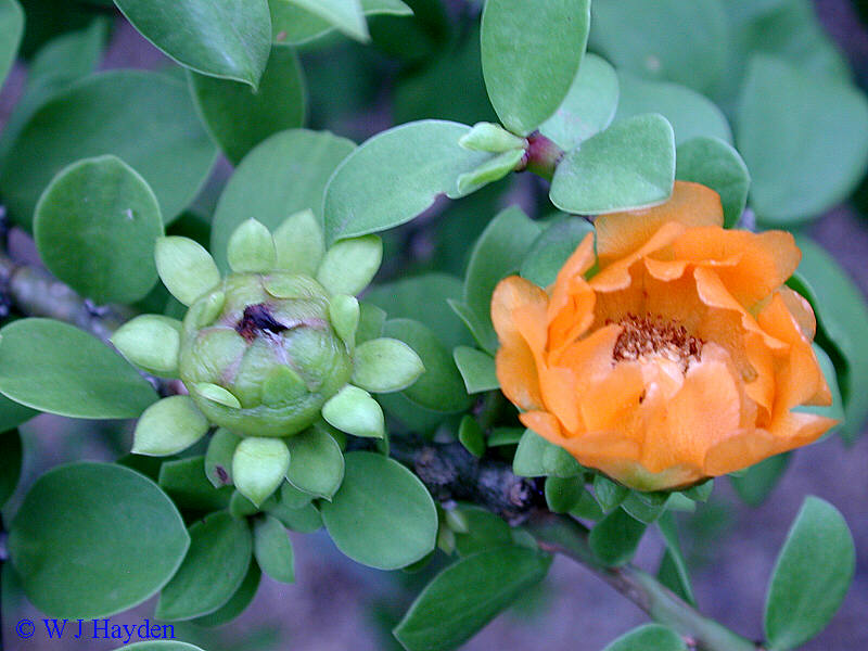 pereskia_lychnidiflora_ETNOBOTGARD-OAXACA_01s.JPG