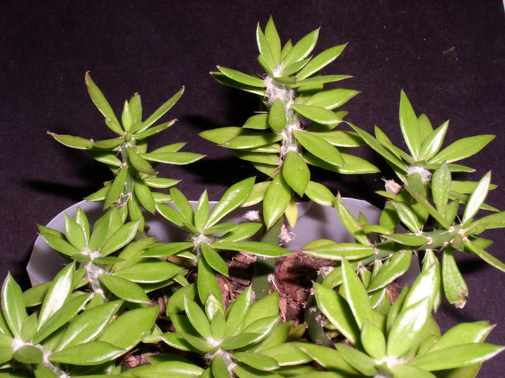 Pereskiopsis-cuttings.jpg