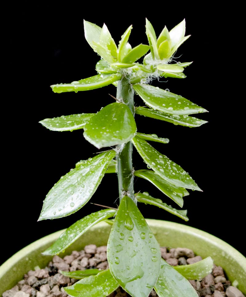 pereskiopsis_diguetii.jpg