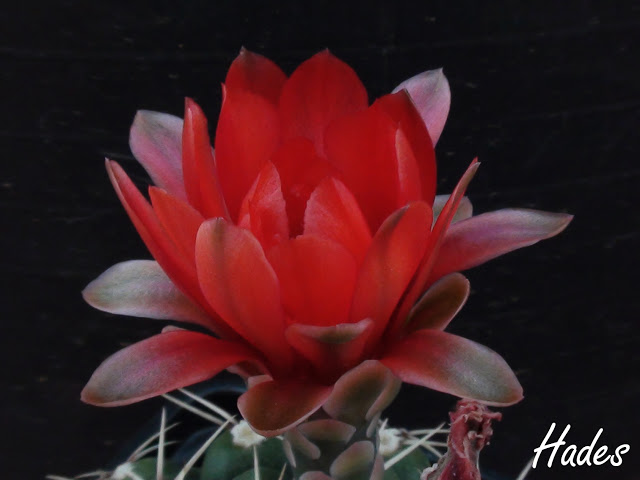 perfil%2520flor%2520cactus%2520aquipi.jpg
