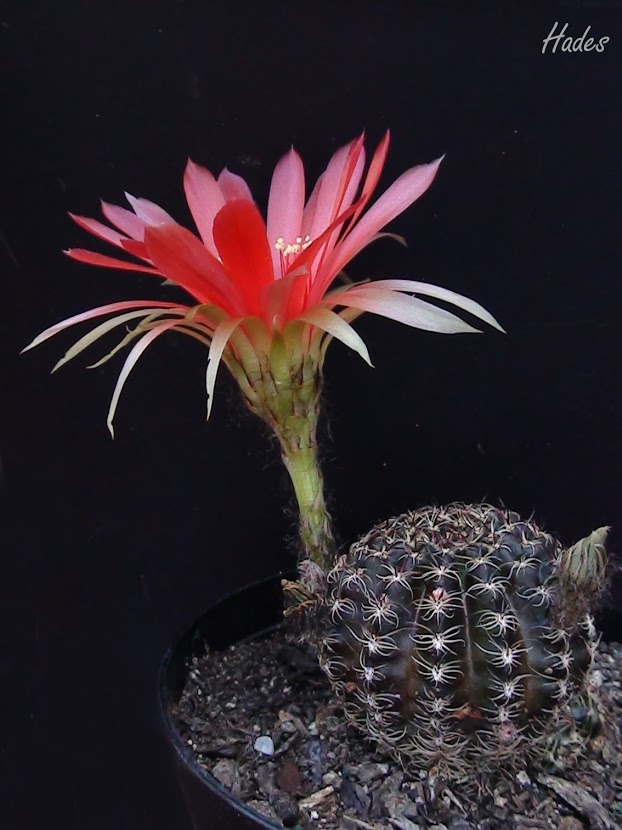 perfil+flor.jpg