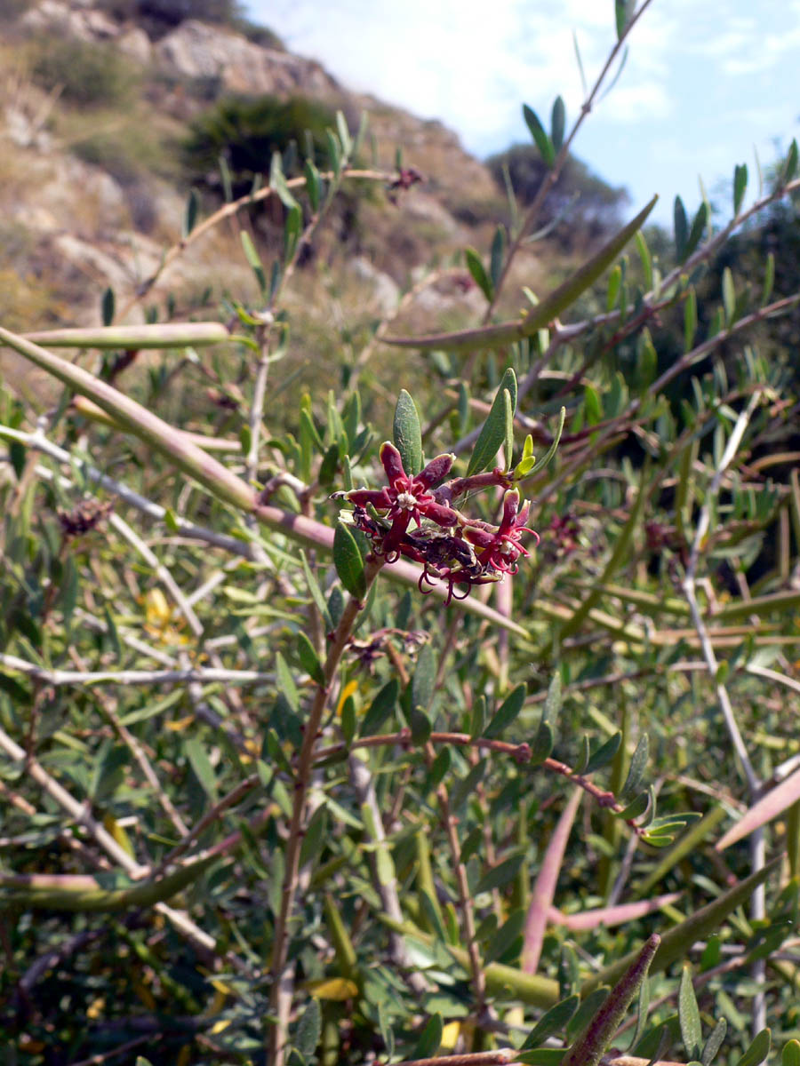 Periploca_angustifolia11.jpg