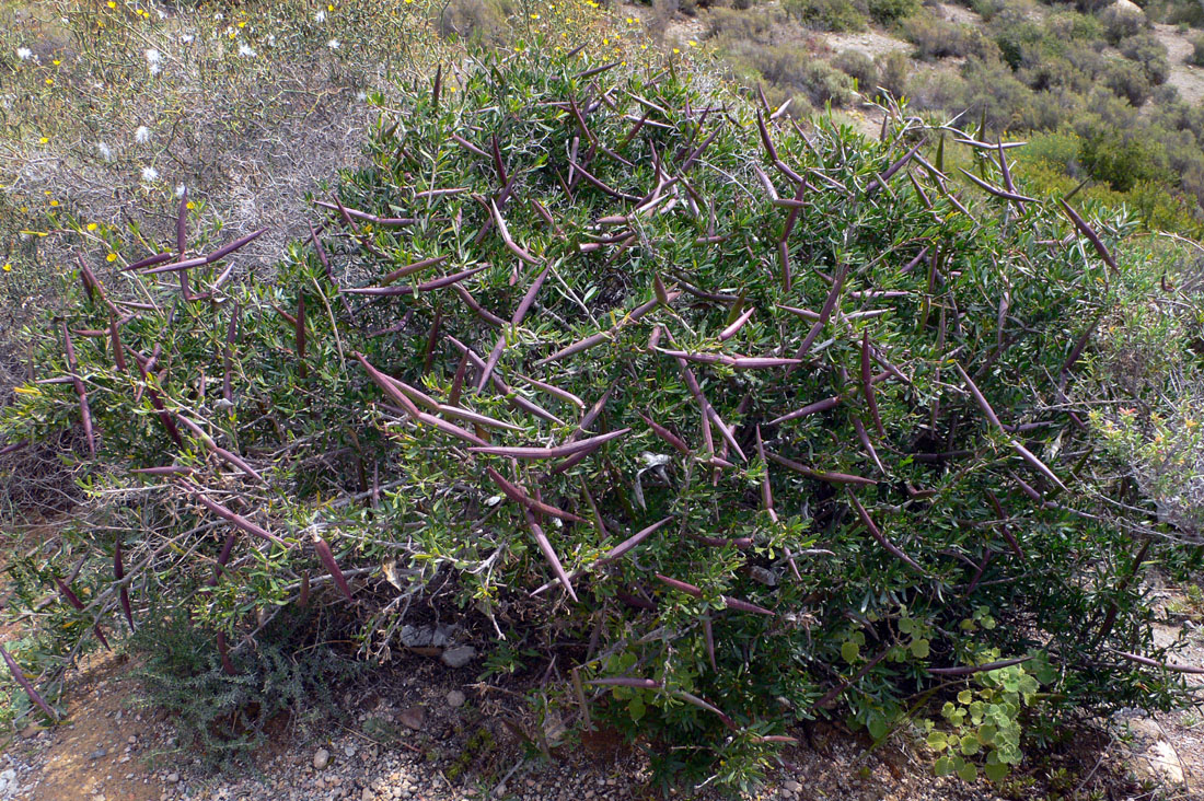 Periploca_angustifolia2.jpg