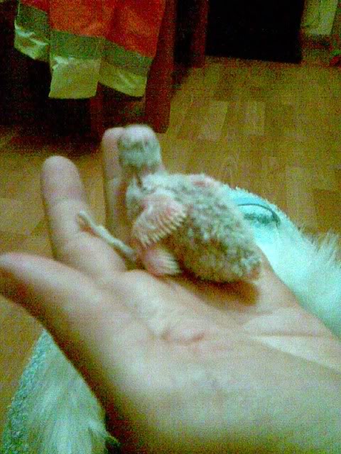 peris2-08.jpg