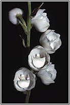 Peristeria%20elata%203.3.jpg