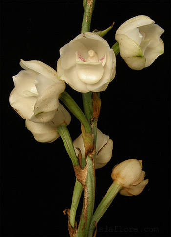 Peristeria+elata.jpg